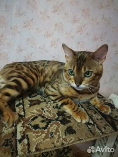 Бенгальский кот для вязки