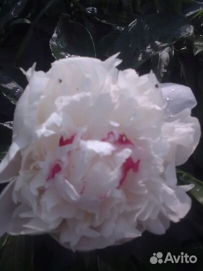 Срезка пионов