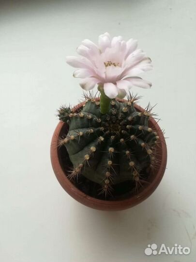 Кактус цветущий