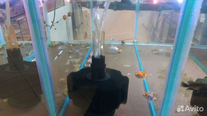 Золотые рыбки в ассортименте в аквариум