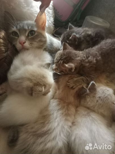 Котятки в добрые руки