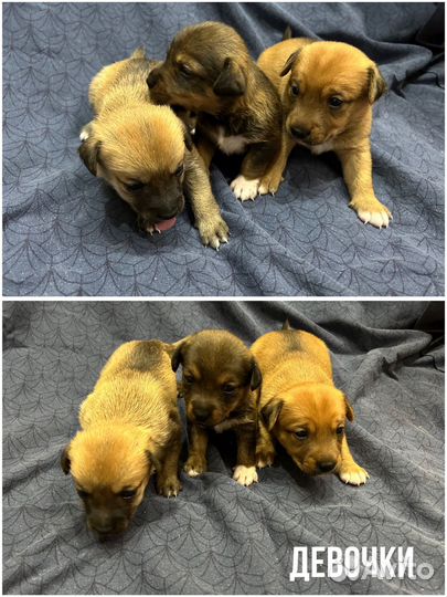 Щенки от собаки мелкой породы