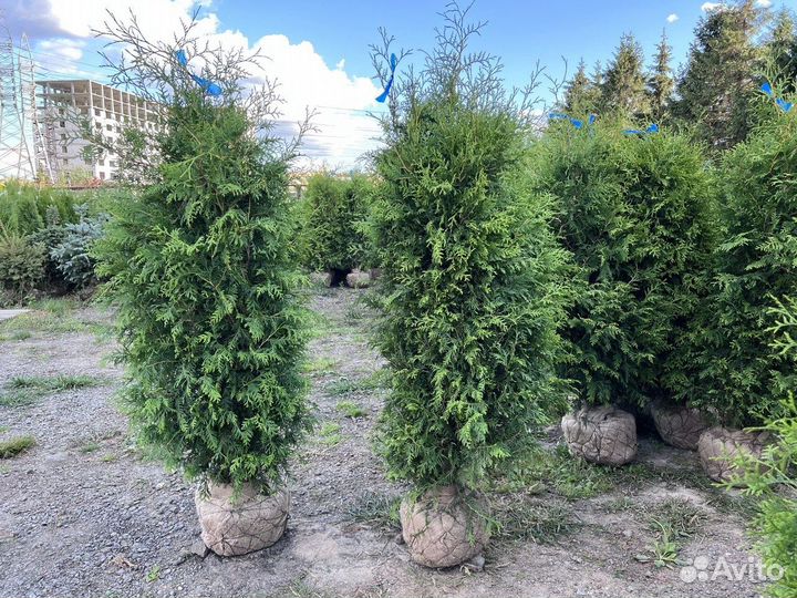 Туя Брабант