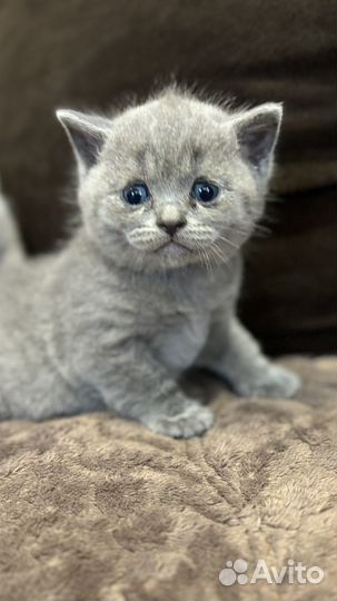 Британские котята