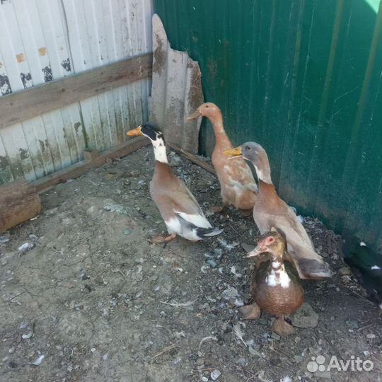 Утки индийский бегунок