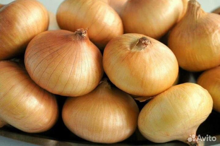 Лук на перо штутгартер