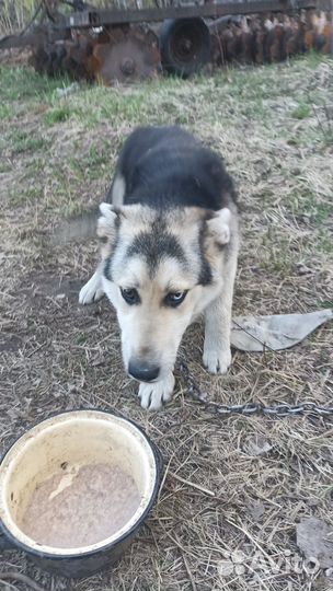 Щенок в добрые руки бесплатно