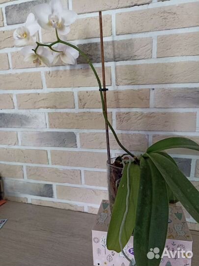 Орхидея фаленопсис