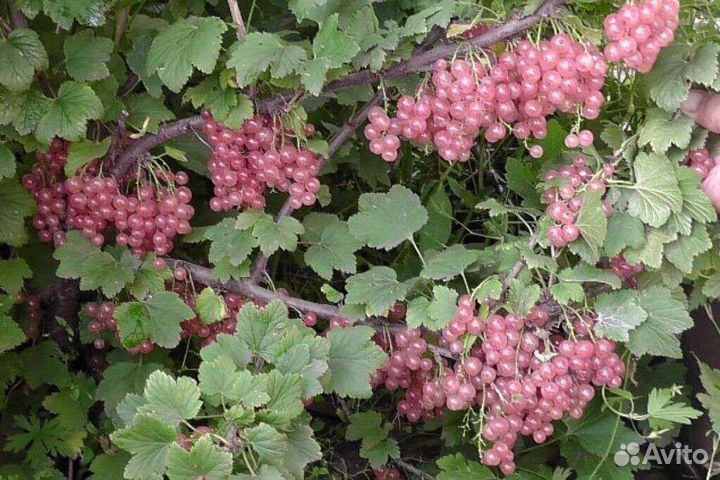 Саженцы смородины