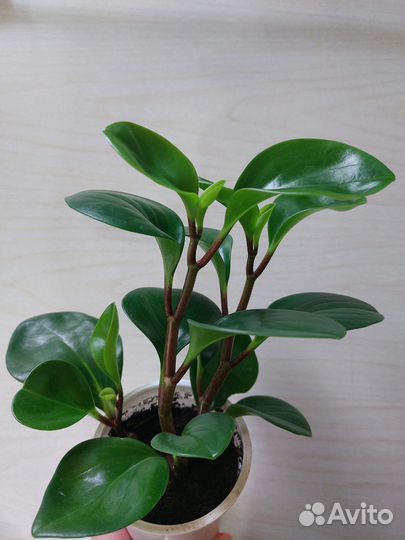 Пеперомия туполистная и спатифилум