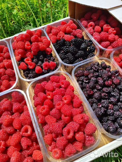 Малина крупноплодная