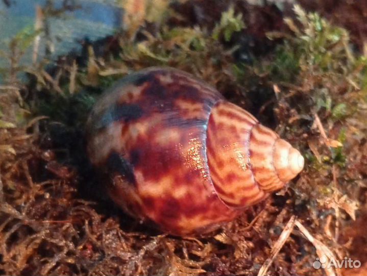 Улитки ахатины маленькие