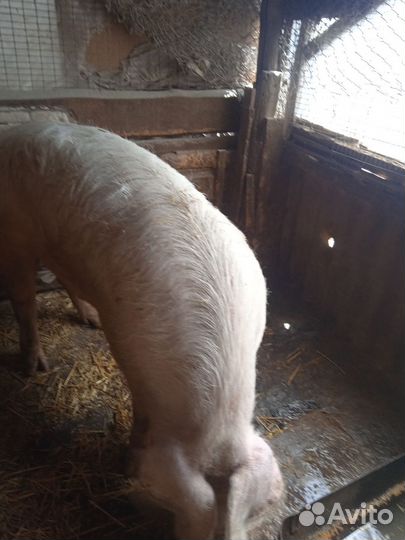 Хряк на племя