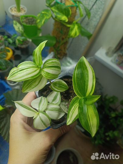 Комнатные цветы