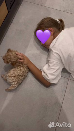 Мальтипу f1 micro mini N1 Russia ax collection