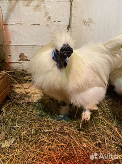 Петух китайский шелковый