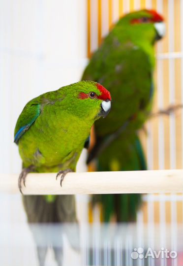 Какарик зеленый птенцы