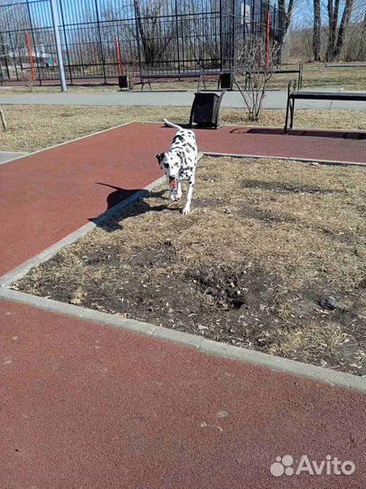 Далматинка