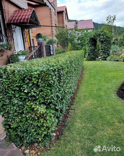 Кизильник блестящий