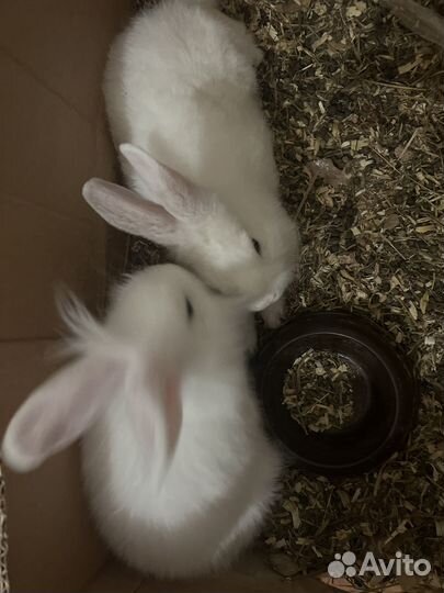 Декоративные кролики