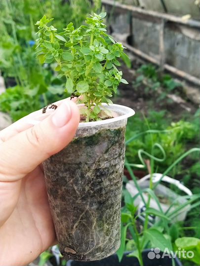 Пряно-ароматические растения: Сельдерей черешковый