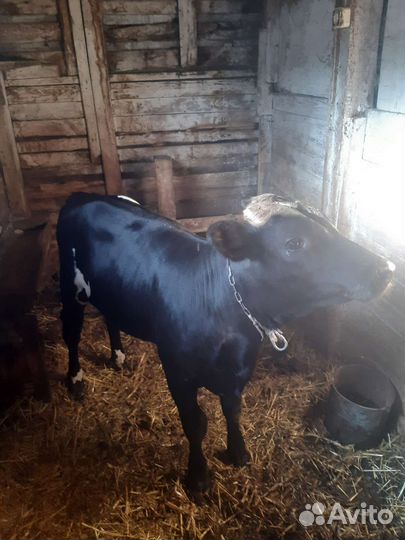 Телята бычки