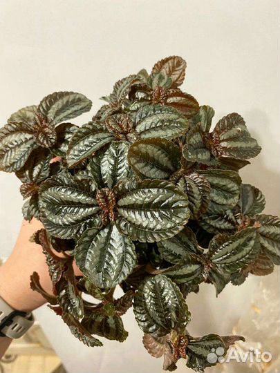 Пилея и пеперомия