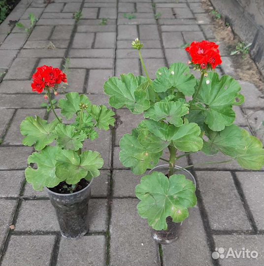 Пеларгония розебудная