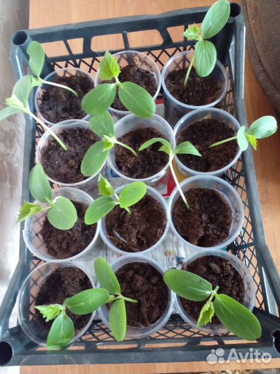 Рассада огурцов