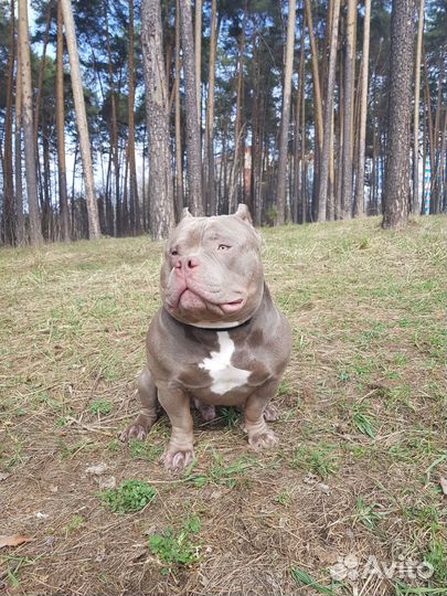 Предлагается для вязки, молодой кобель