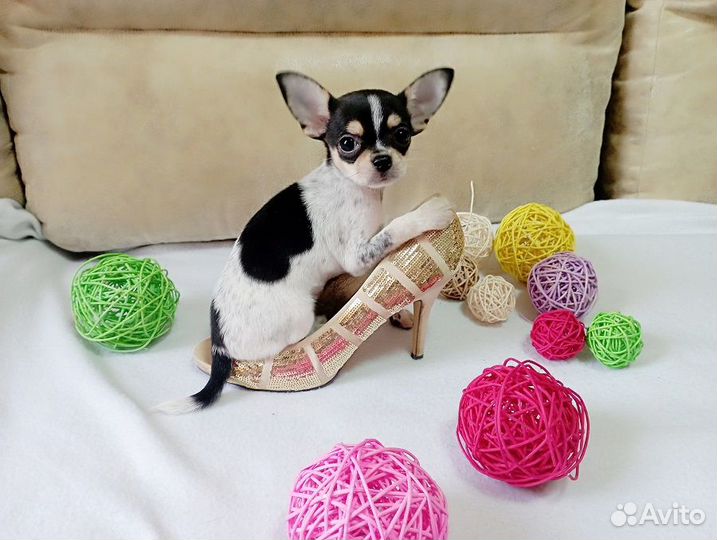 Чихуахуа мини девочка