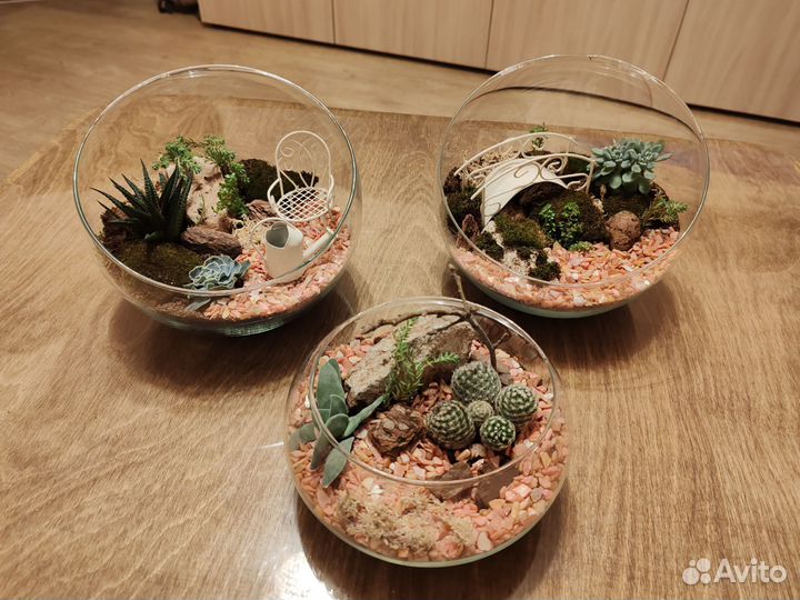 Флорариум, суккуленты, кактусы