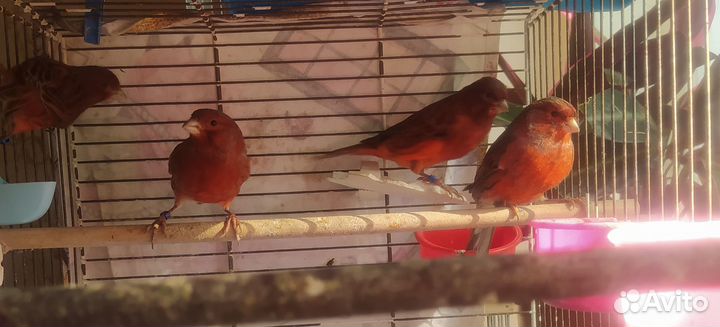 Продам молодых кенаров, красного и красно черного