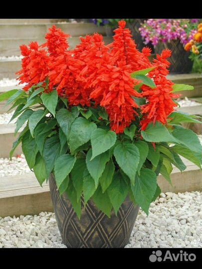 Сальвия Комета