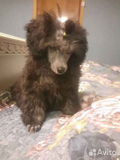 Той-пудель девочка