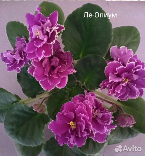 Сортовые фиалки