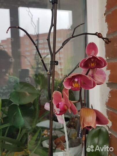 Строманта Орхидеи Фаленпс Драцена Бегония Толстянк