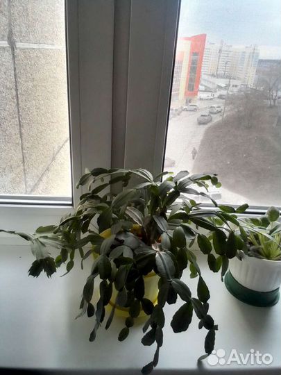 Цветок декабрист