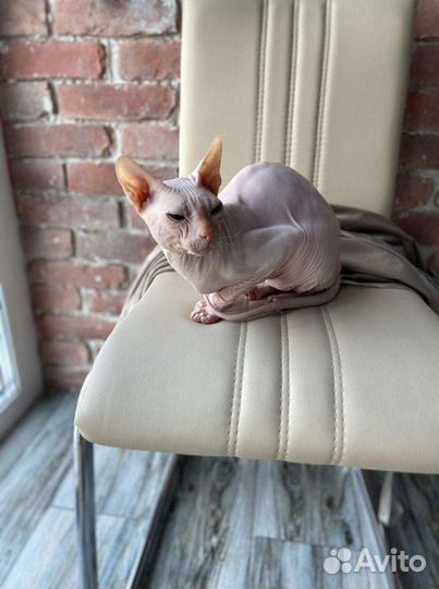 Вязка донской сфинкс