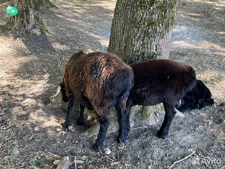 Овцы эдильбаевской породы
