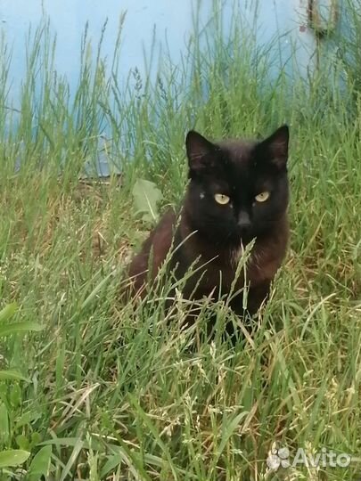 Отдам в добрые руки