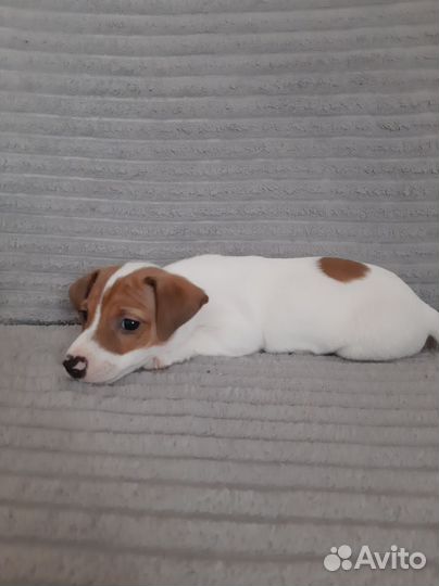 Джек Рассел терьер