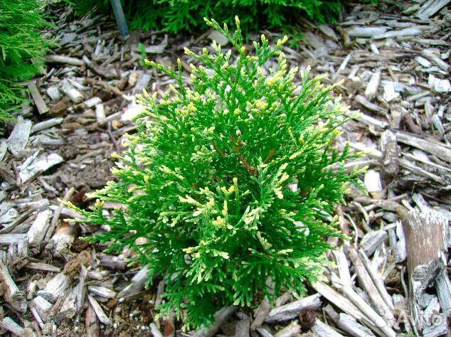 Туя шаровидная 0.5-1 м информация в описании