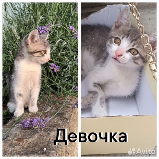 Котята