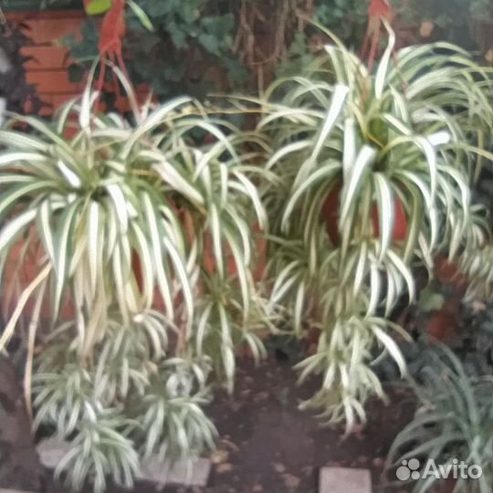 Домашние цветы