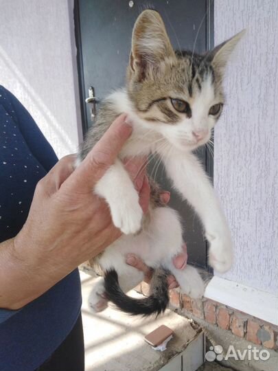 Котята в добрые руки, мальчики