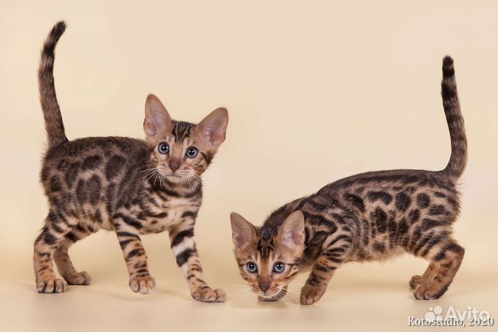 Бенгальские котята