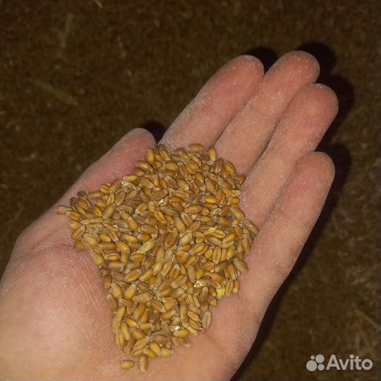 Зерно ячмень и пшеница отруби в мешках