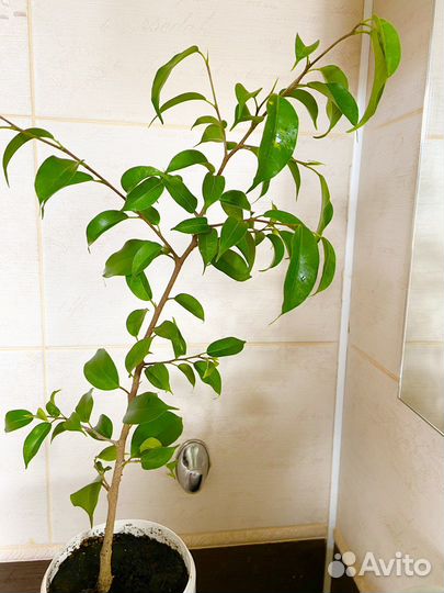Фикус мелколистный