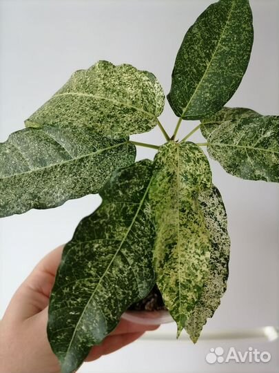 Фикус альтиссима снежный шторм